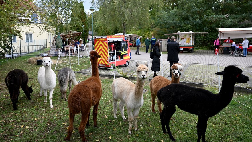 Die Schwielowsee-Alpakas beim Herbstfest der Seniorenpflege am Schwielowsee