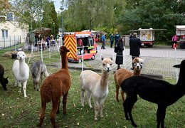 Die Schwielowsee-Alpakas beim Herbstfest der Seniorenpflege am Schwielowsee