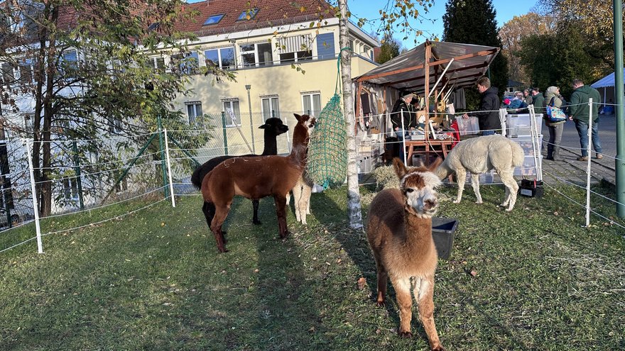 Alpakas beim Herbstfest in Ferch im November 2023